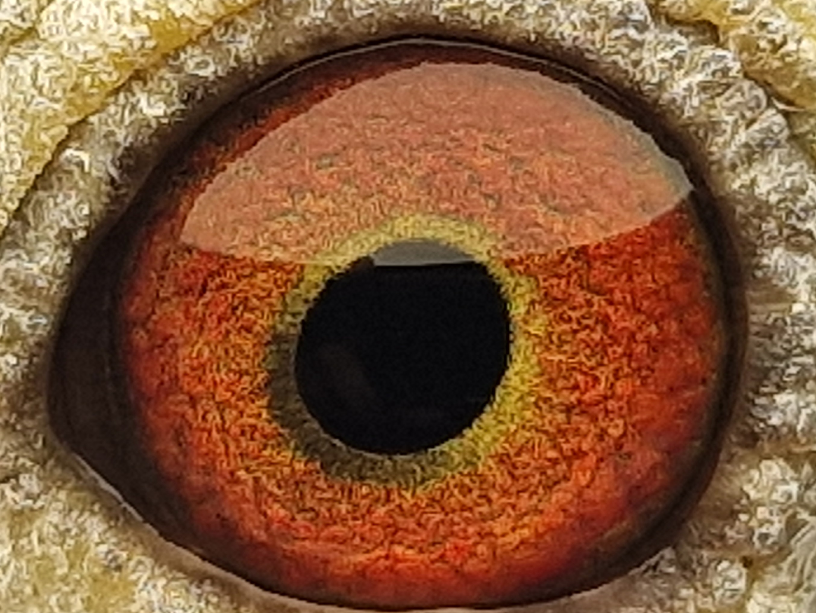 Pigeon eye